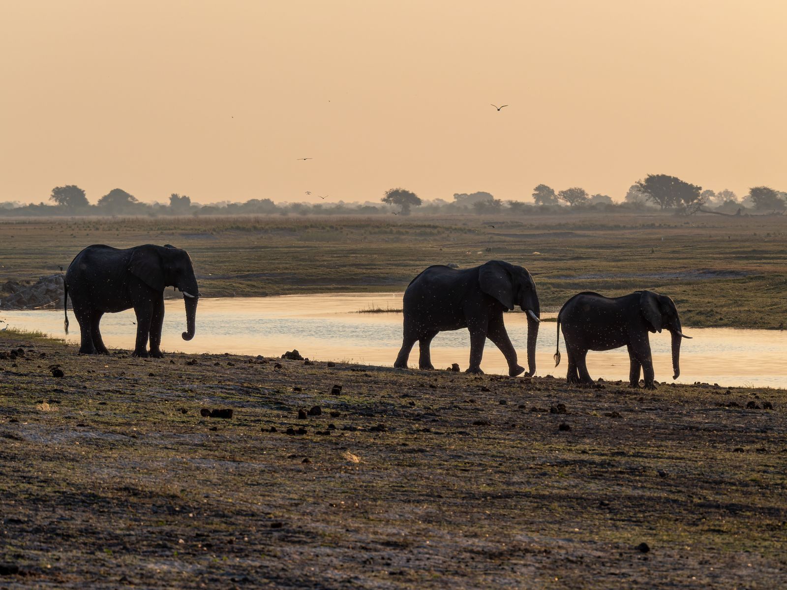 Elephants walking along an African riverbank at sunset, the kind of sight that makes a river cruise of a lifetime